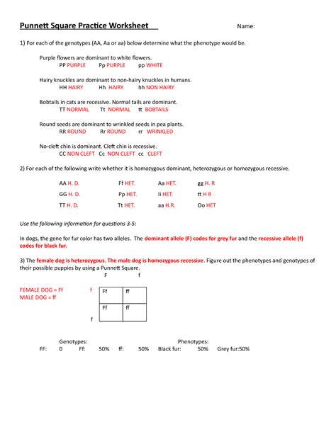 punnett square practice worksheet 7th grade answer key